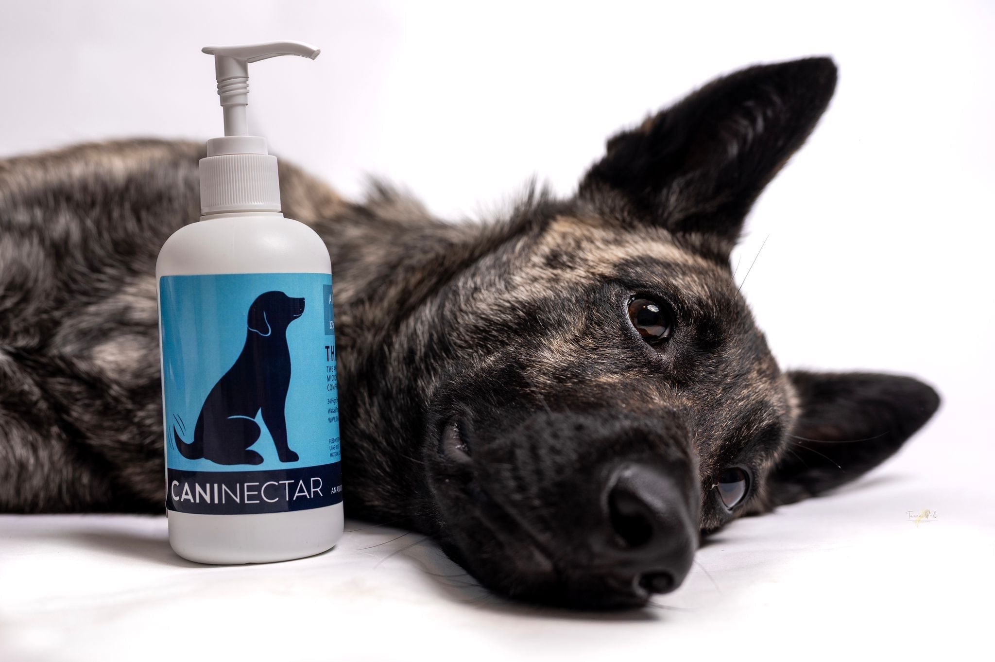 The Gut-Skin Connection in Dogs: How Diet Affects Your Dog's Coat and Health