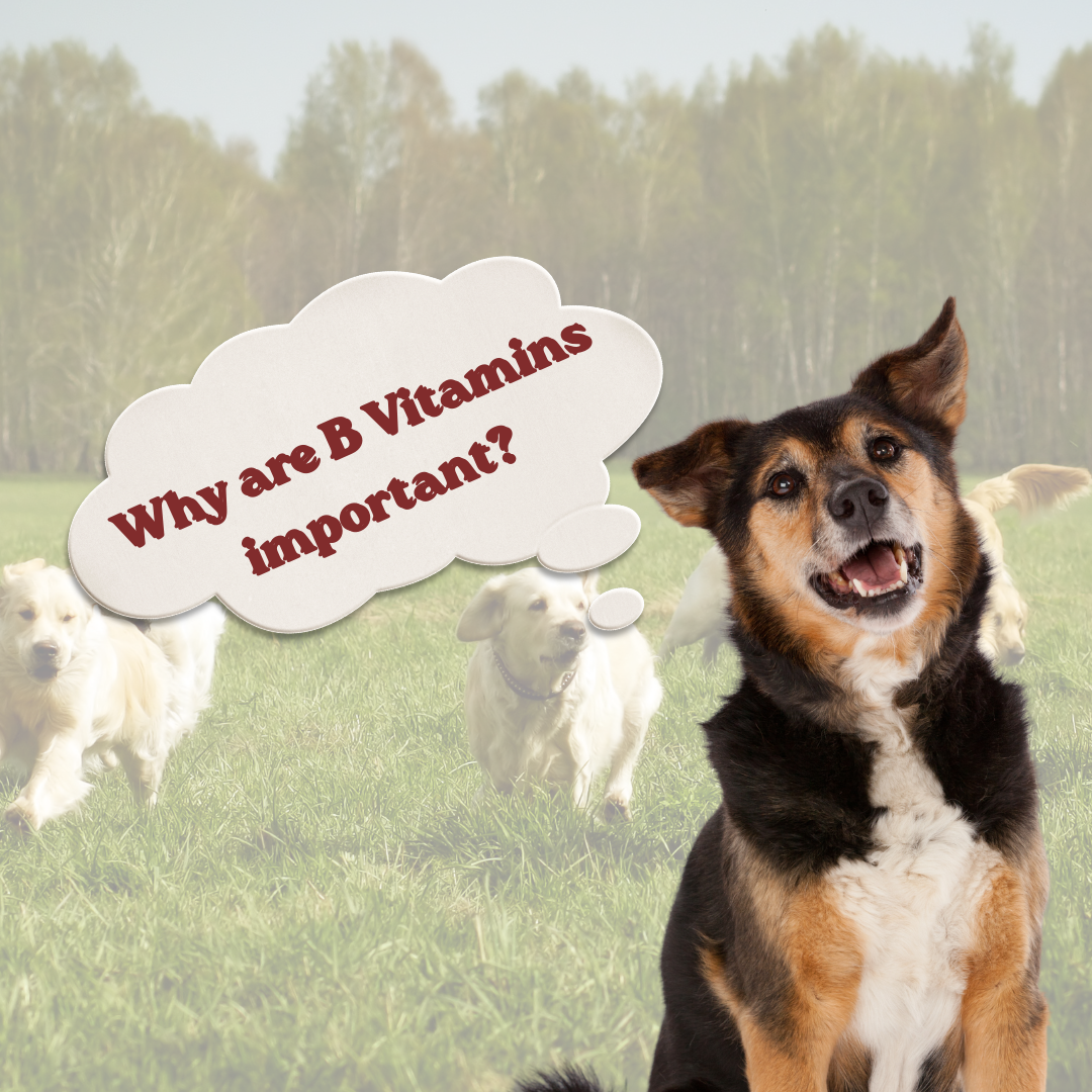 Why B Vitamins Are Essential for Your Dog's Health — And How CaniNectar Can Help