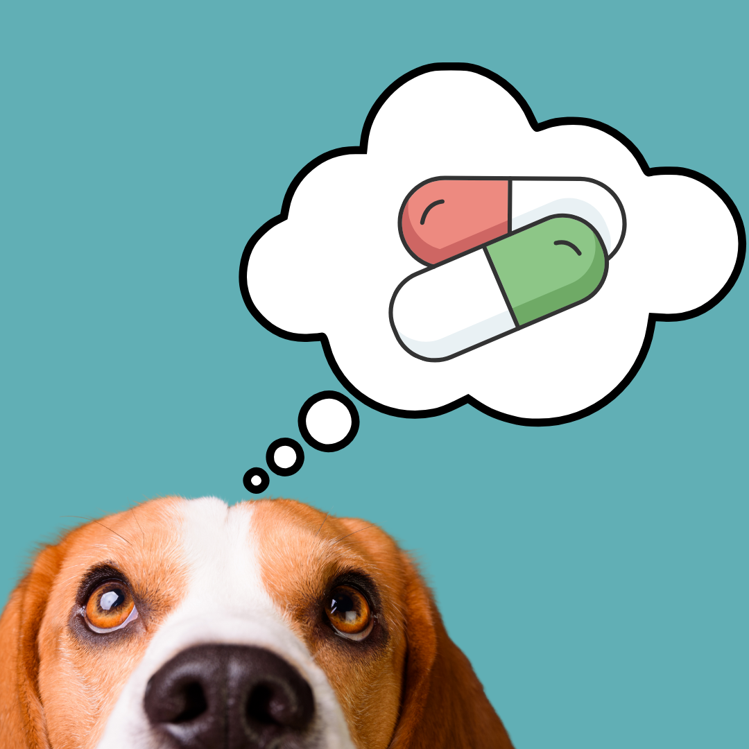 The Hidden Cost of Antibiotics: How CaniNectar Can Help Restore Your Dog's Gut Health