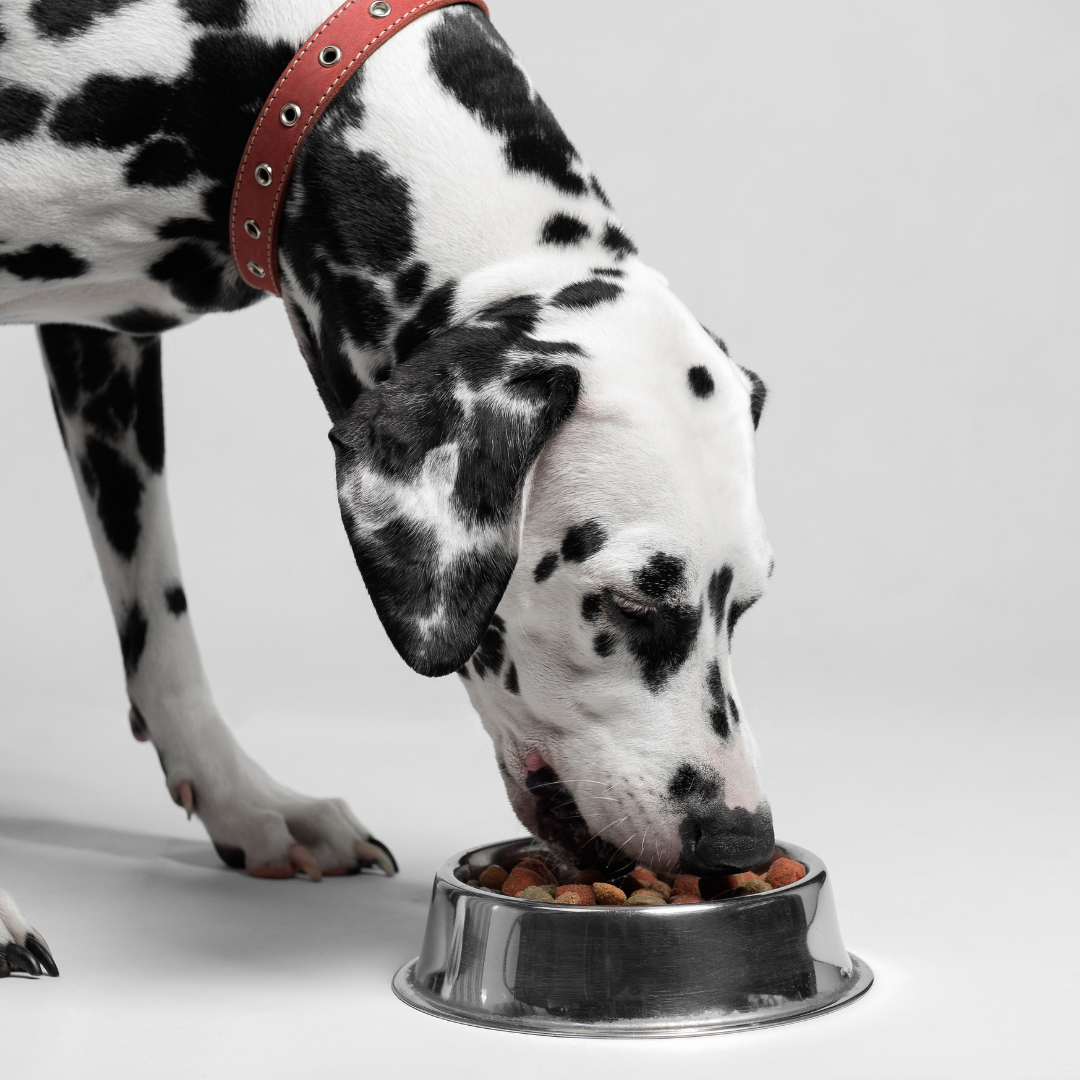 "Why Does My Dog Seem Worse Before Getting Better?" - Understanding the Herxheimer Reaction