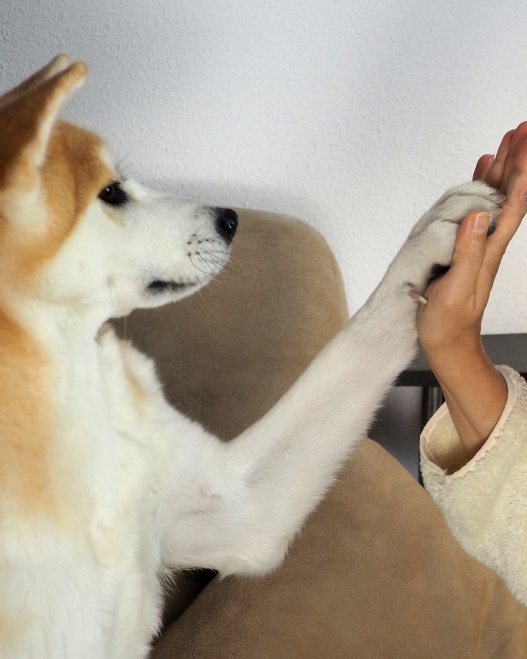 Choosing the right gut health solution for your dog