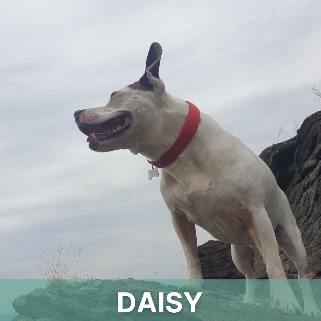 Daisy's Story