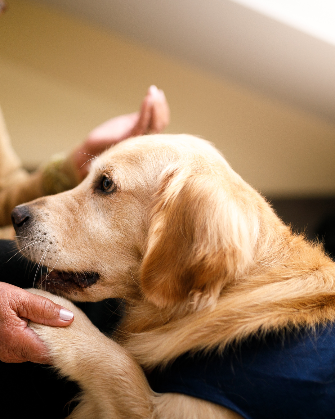 Conserved signatures of the canine faecal microbiome are associated with metronidazole treatment and recovery