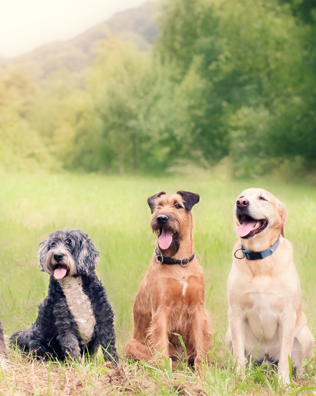 Effects of zinc source and enzyme addition on the faecal microbiota of dogs