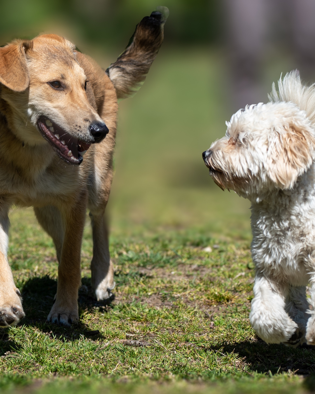 Gut-brain axis research reveals promise for canine behavioural health