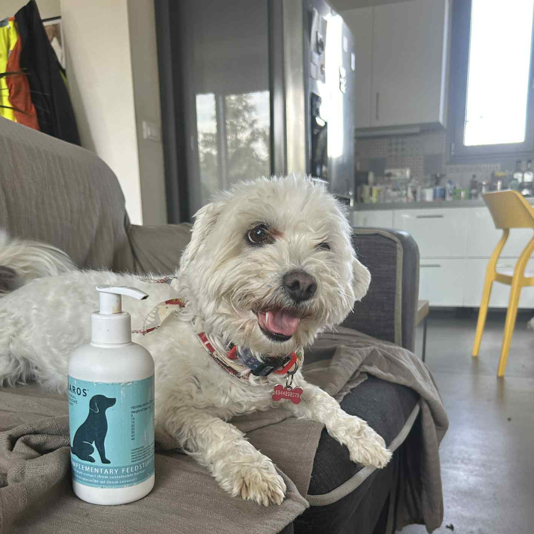 How CaniNectar Can Support Your Dog's Behaviour Through the Gut-Brain Connection