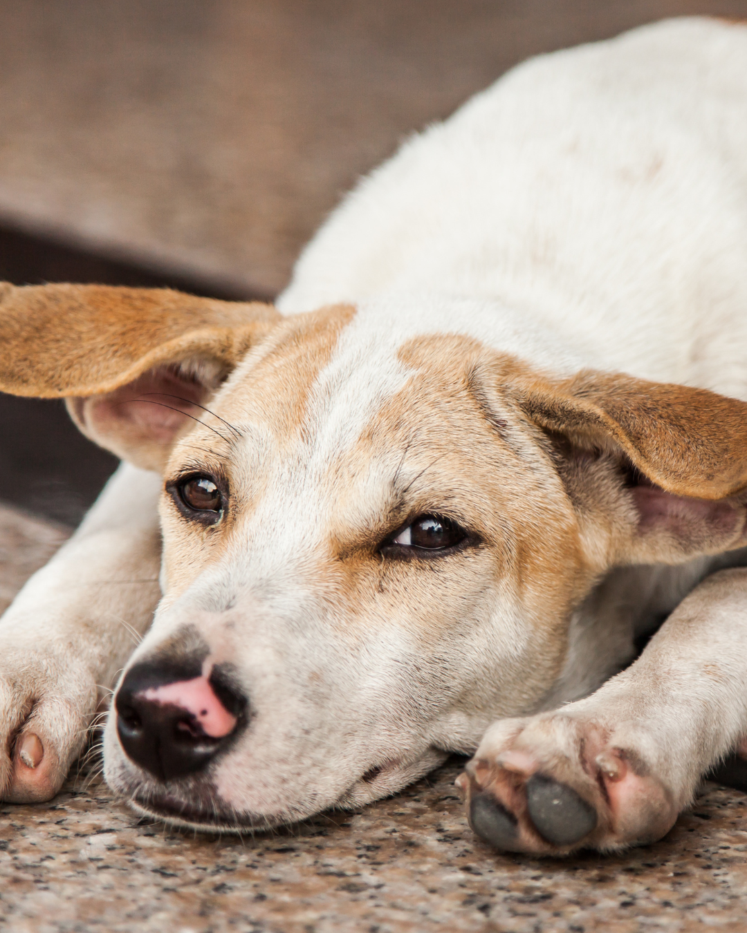 How Heat Can Cause Digestive Distress in Dogs