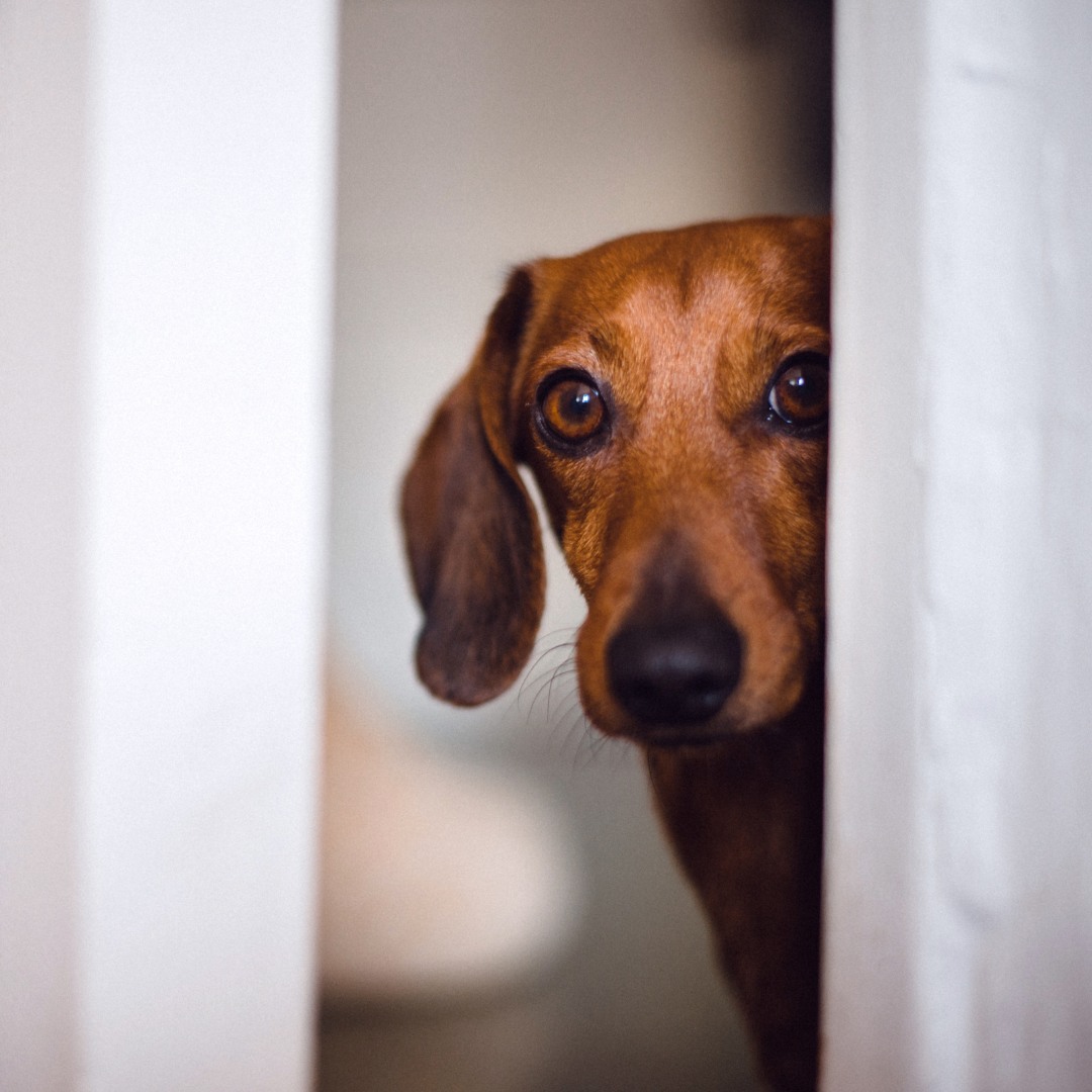 Is Your Dog's Anxiety Actually a Gut Problem?