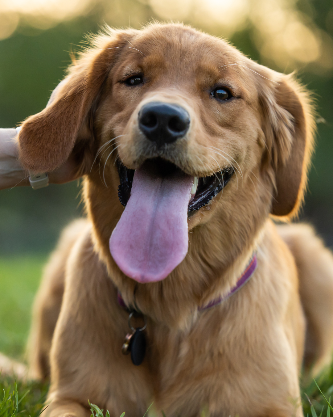 New research confirms CaniNectar's role in supporting canine gut health