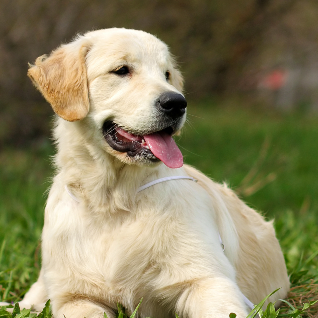 Skin and Coat – Visible Signs of Inner Health