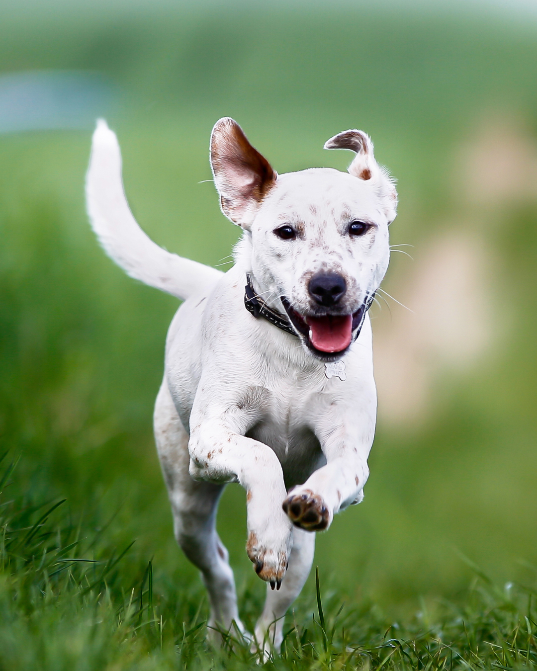 Strengthening canine immune health through gut microbiome balance