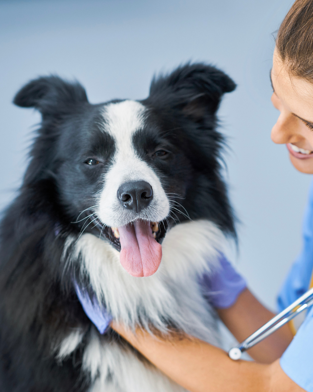 The gut-brain connection: Latest research supports CaniNectar's approach