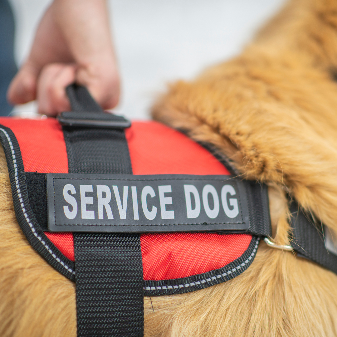 The Gut Behind the Badge: How CaniNectar Could Support the Performance of Service Dogs
