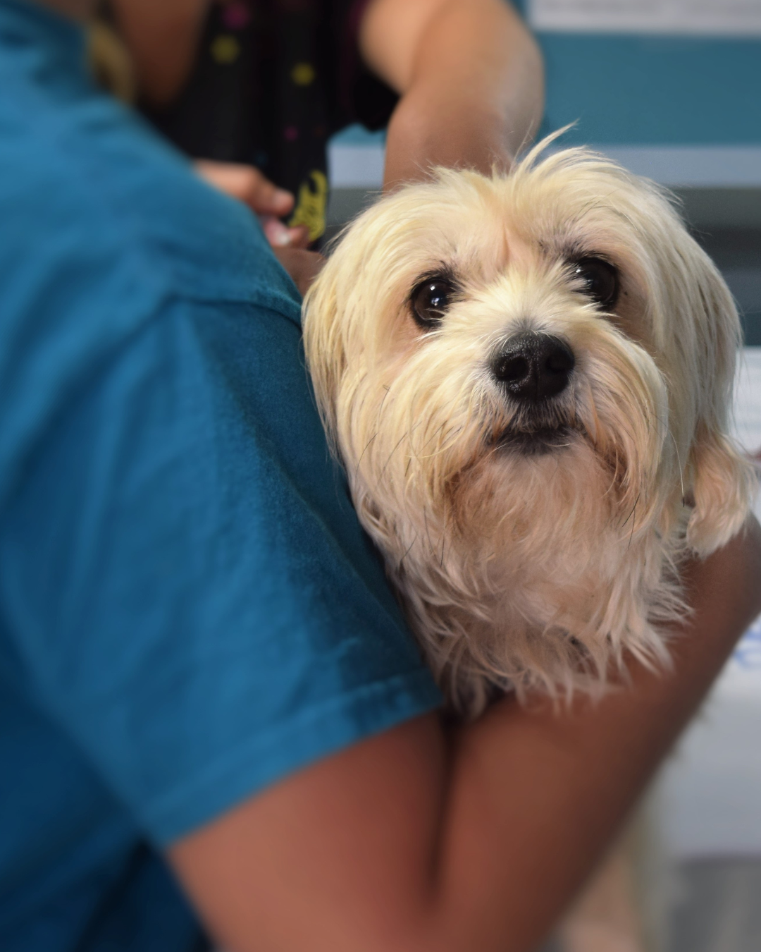 The science of gut health in dogs: New research supports CaniNectar's approach