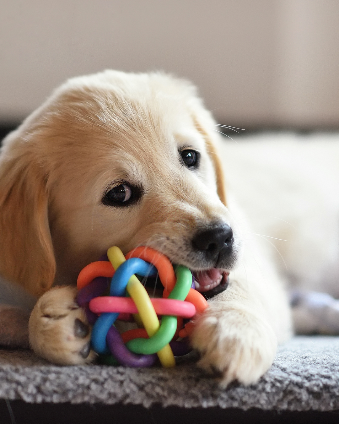 Why Dogs Need to Chew and How Digestive Support Complements This Natural Behaviour