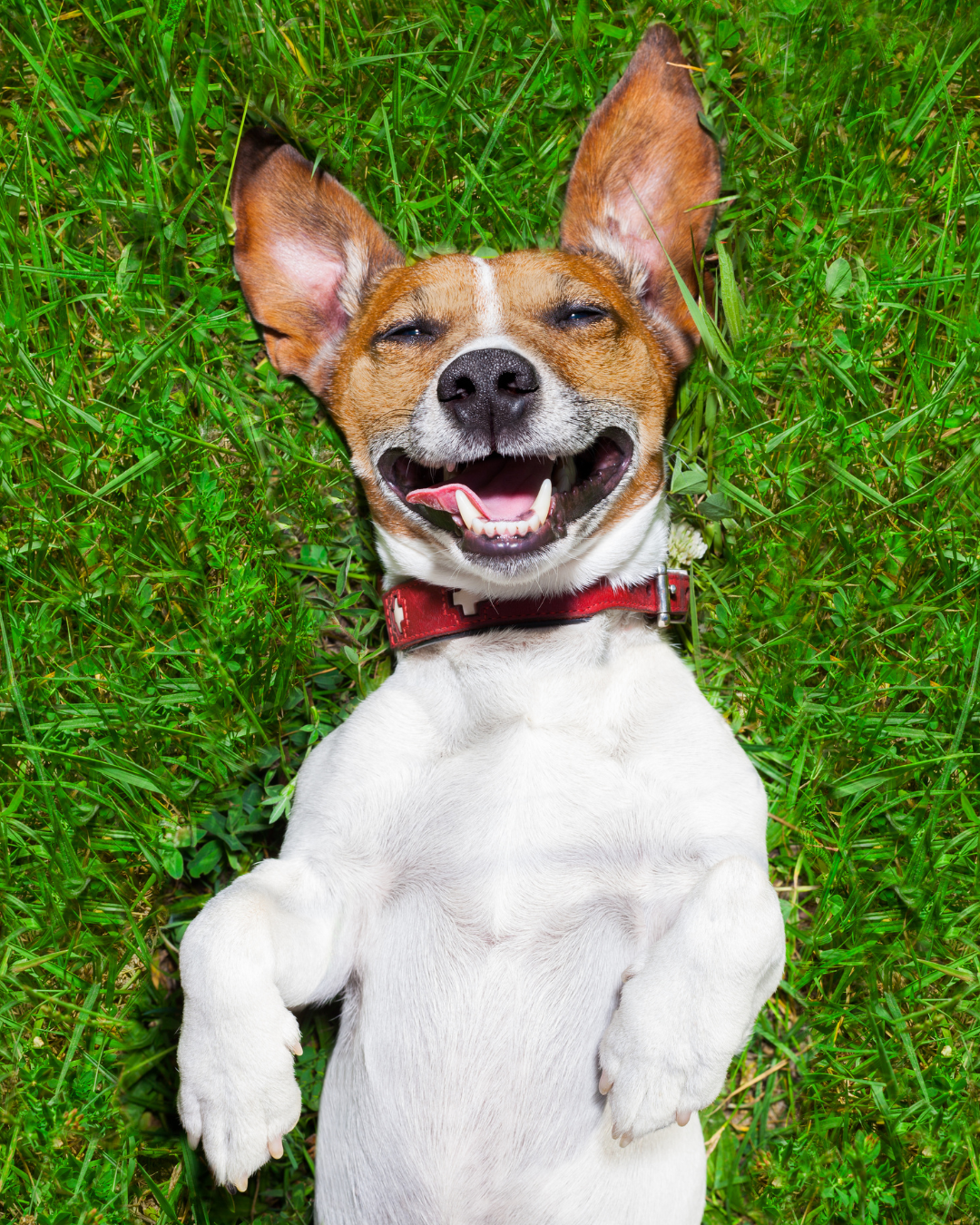 Why your dog's gut health needs more than just probiotics