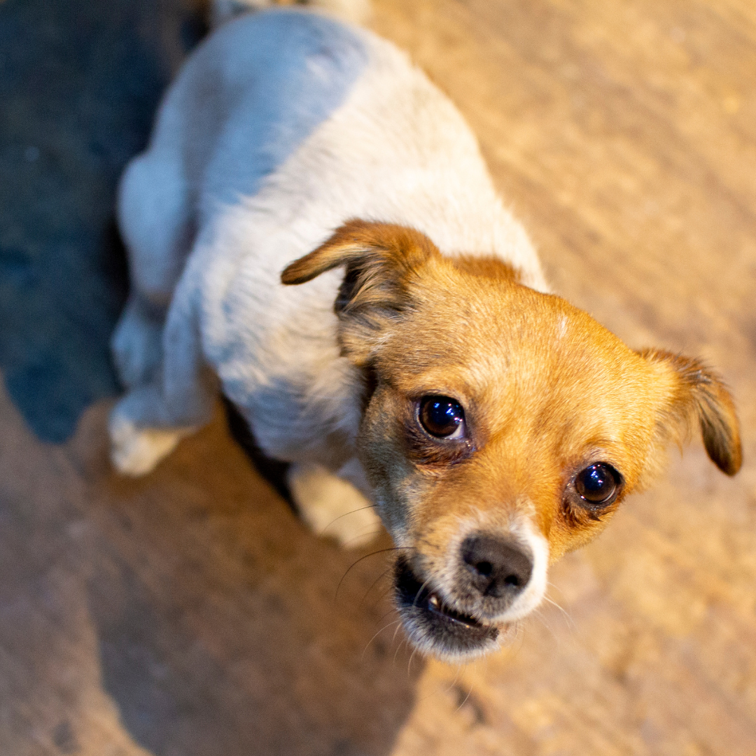 Why Is My Dog Aggressive? The Surprising Gut-Brain Connection You Need to Know About