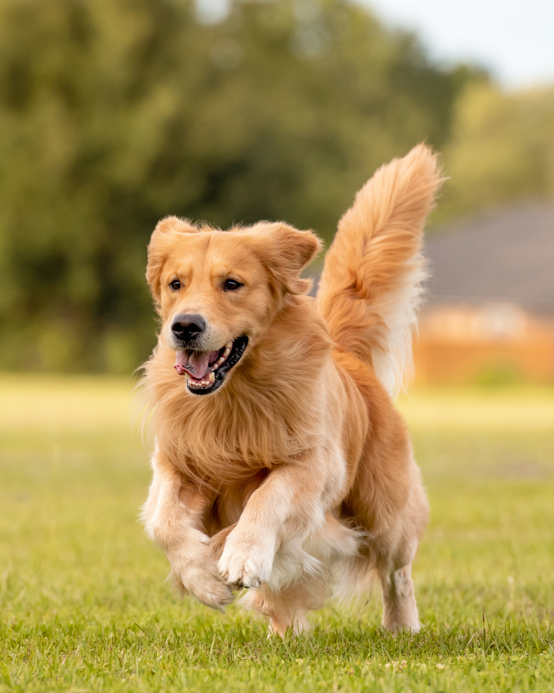 How Weather Changes Impact Your Dog's Gut Microbiome: Understanding the Connection