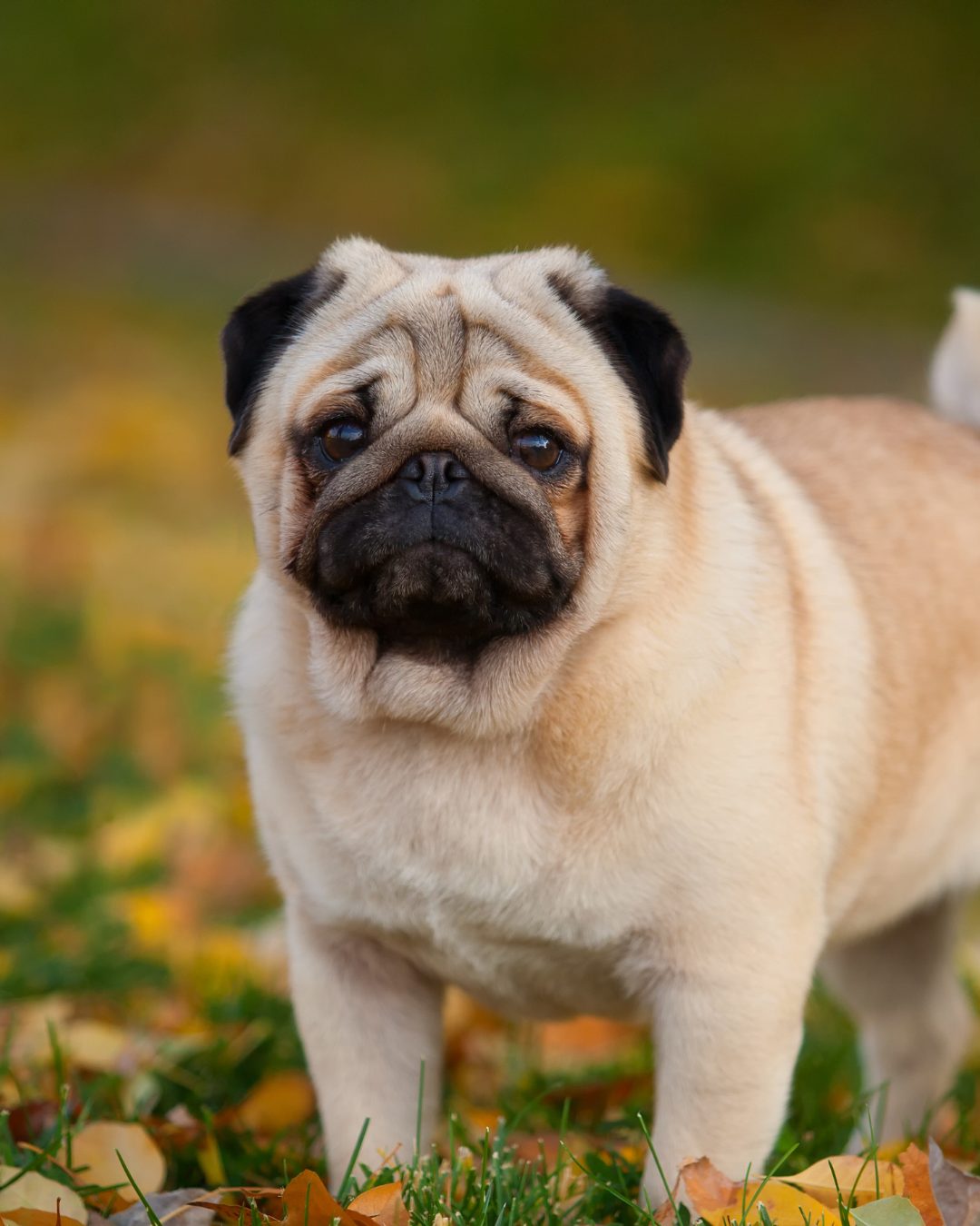 The Role of Gut Bacteria in Dogs – and How CaniNectar Supports Canine Health