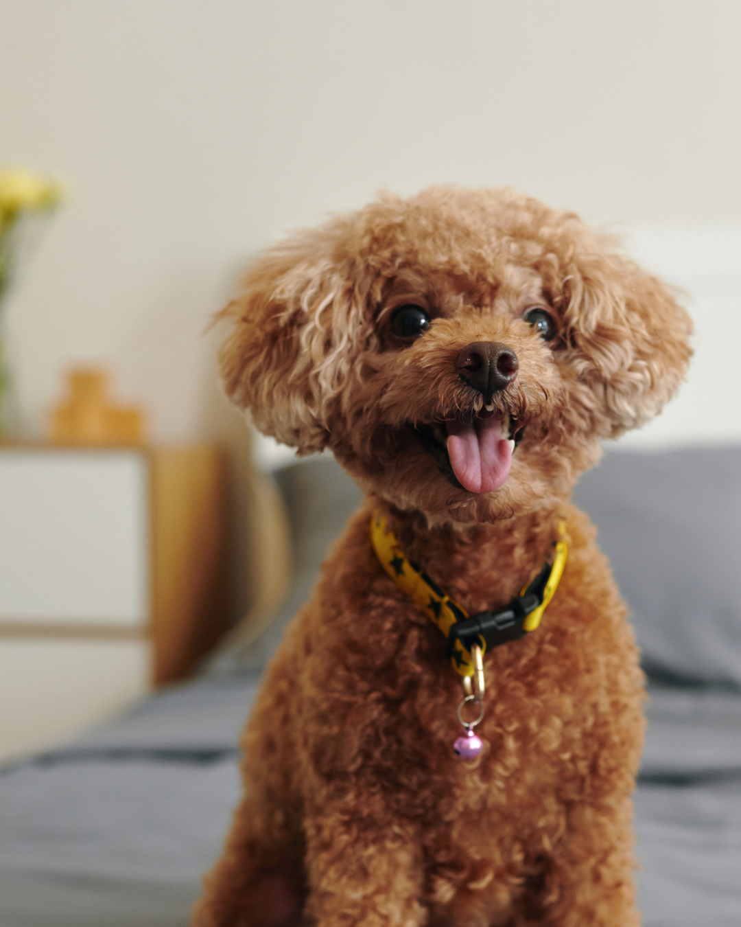 Understanding and Managing Diarrhoea in Dogs: A Comprehensive Guide