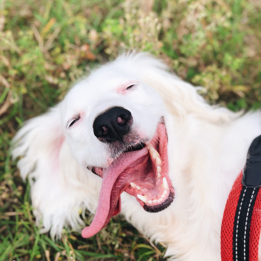 From Gut to Grin: Why Your Dog's Breath Starts in Their Belly