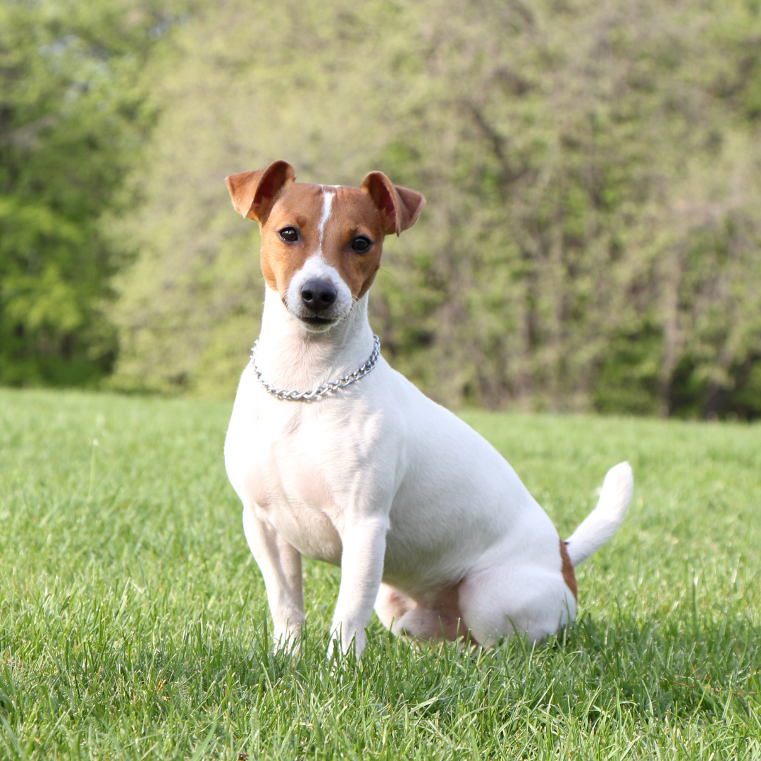 How a Healthy Digestive System Could Transform Your Dog's Coat