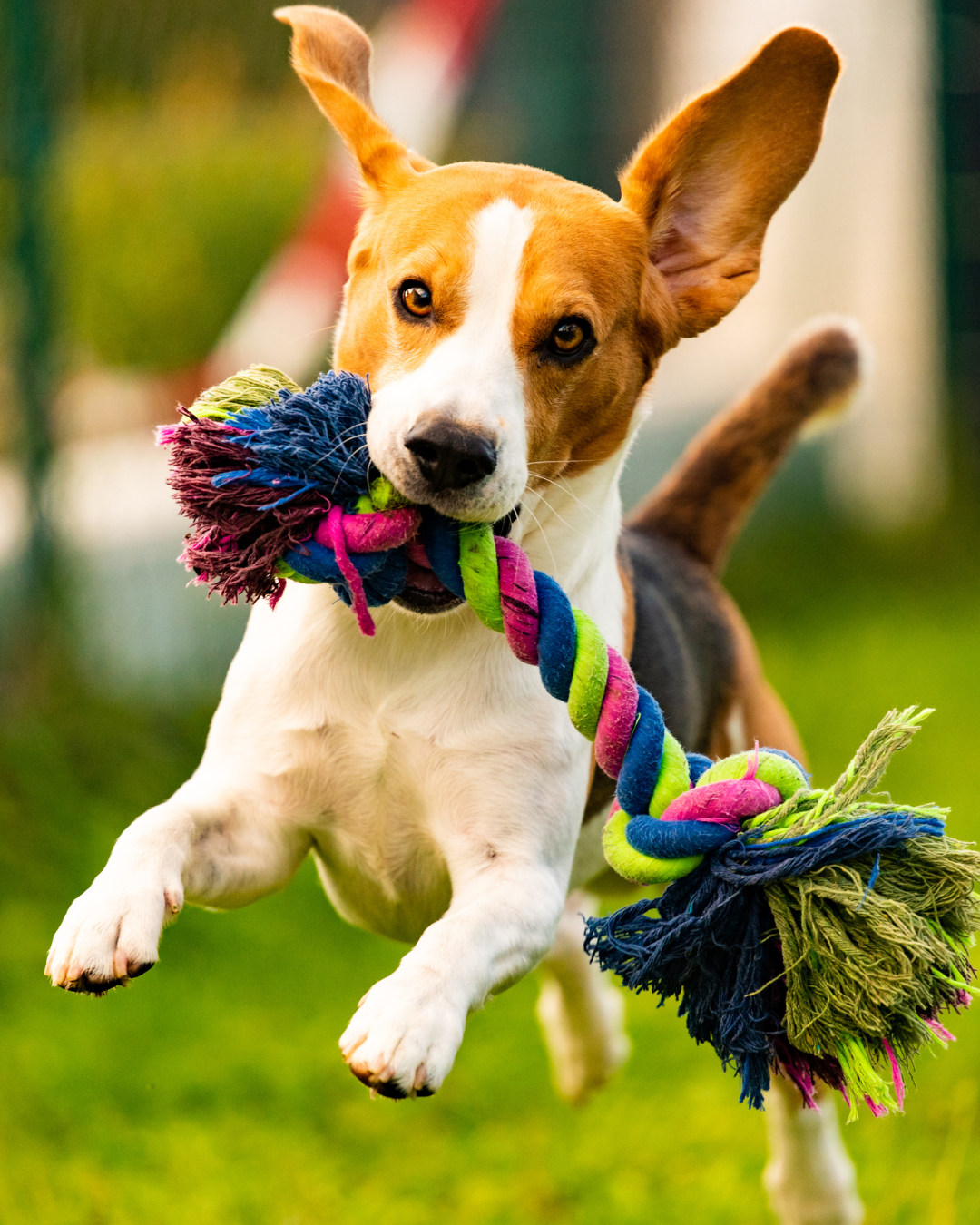 The Role of Exercise in Canine Digestive Health: How Physical Activity Optimises Gut Function