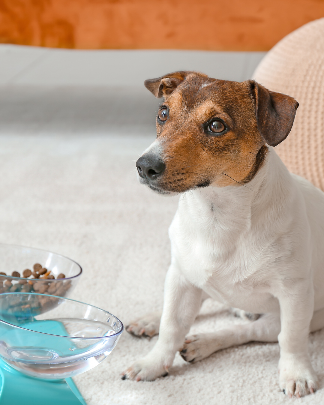 Loss of Appetite in Dogs: The Crucial Connection to Gut Health