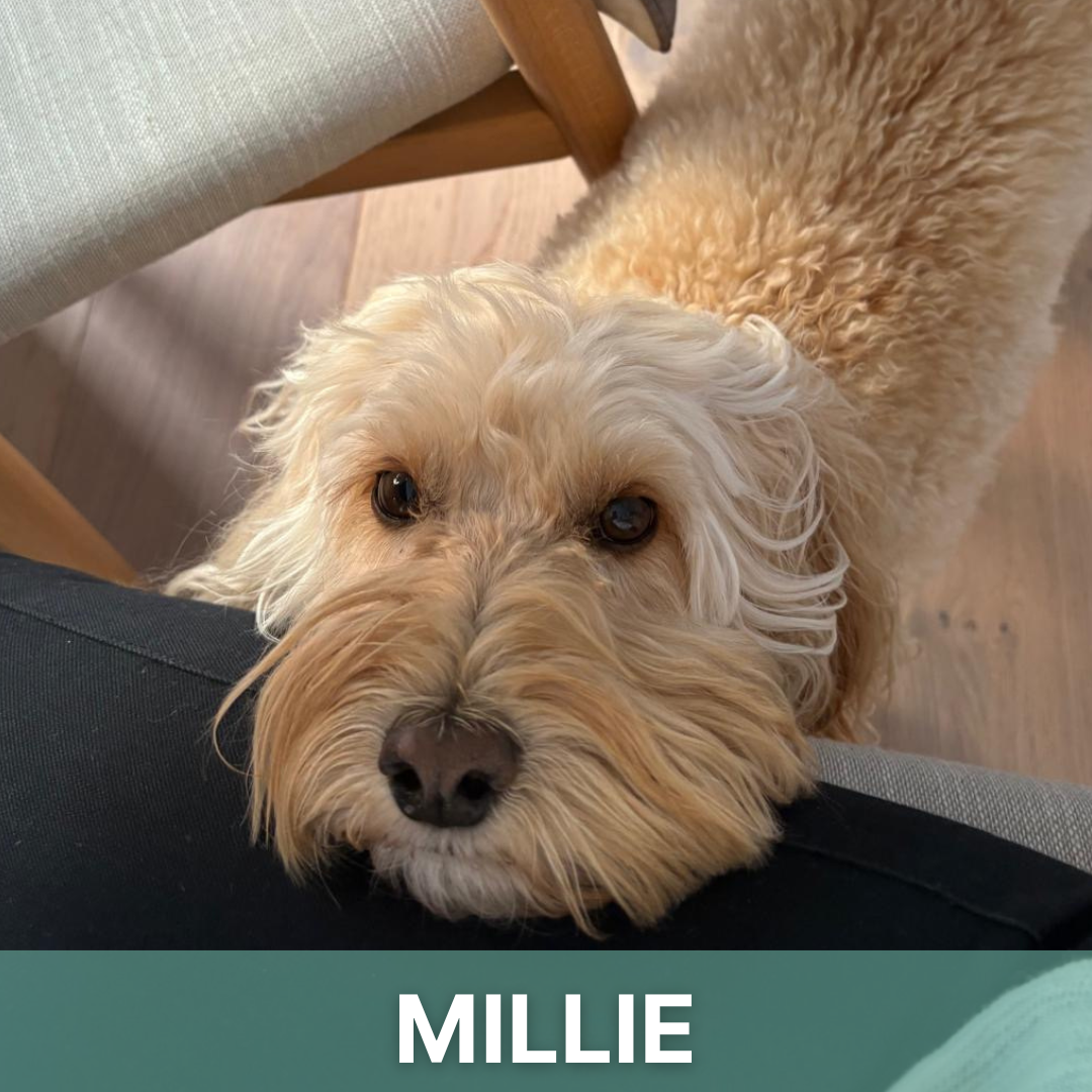 Millie's Story