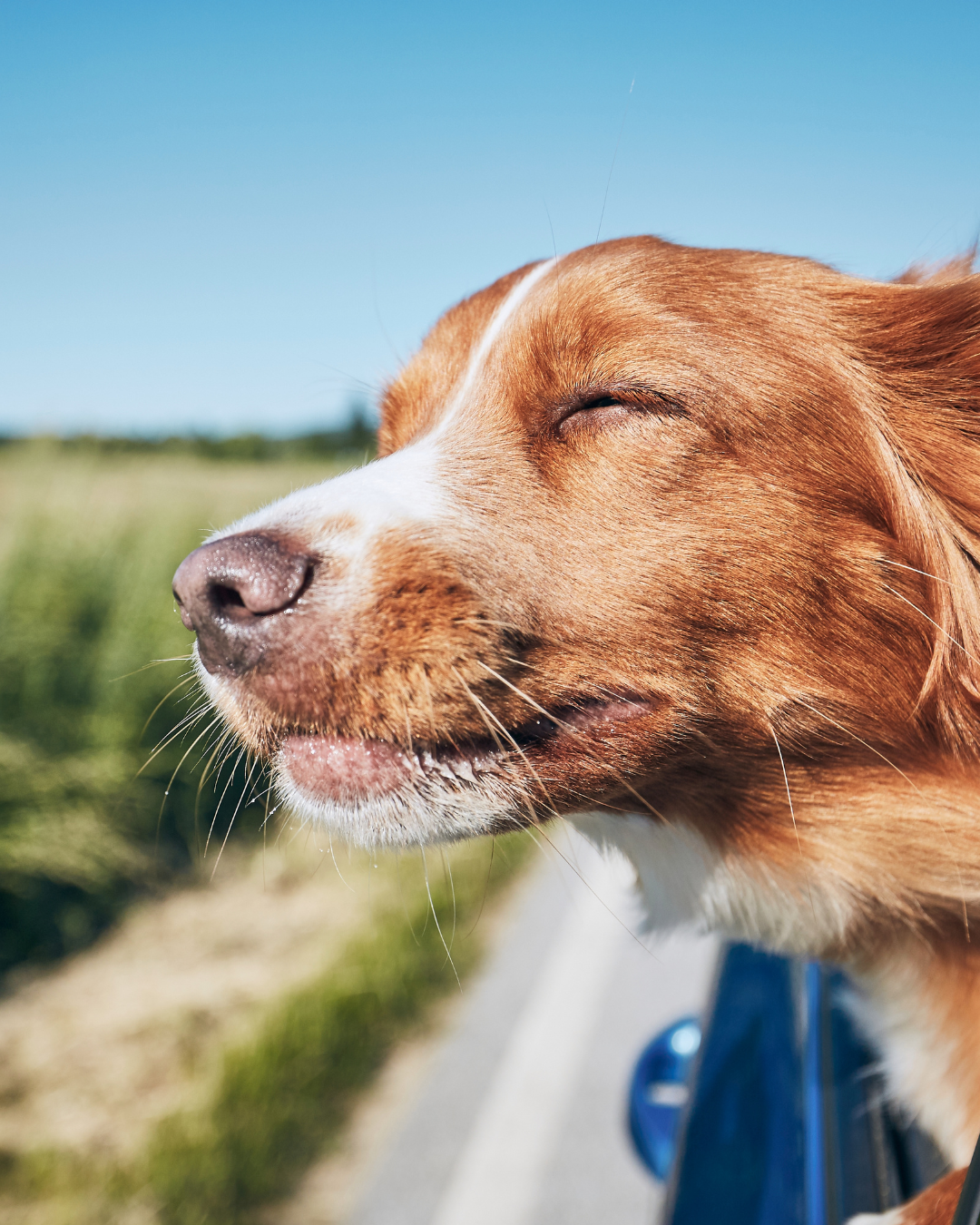 Travel and Digestive Upset: Managing Your Dog's Gut Health on the Go