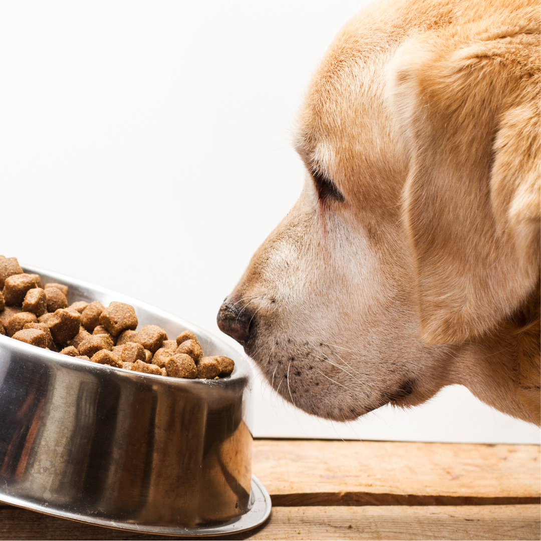 Vomiting in Dogs: Understanding the Causes and the Role of Gut Health