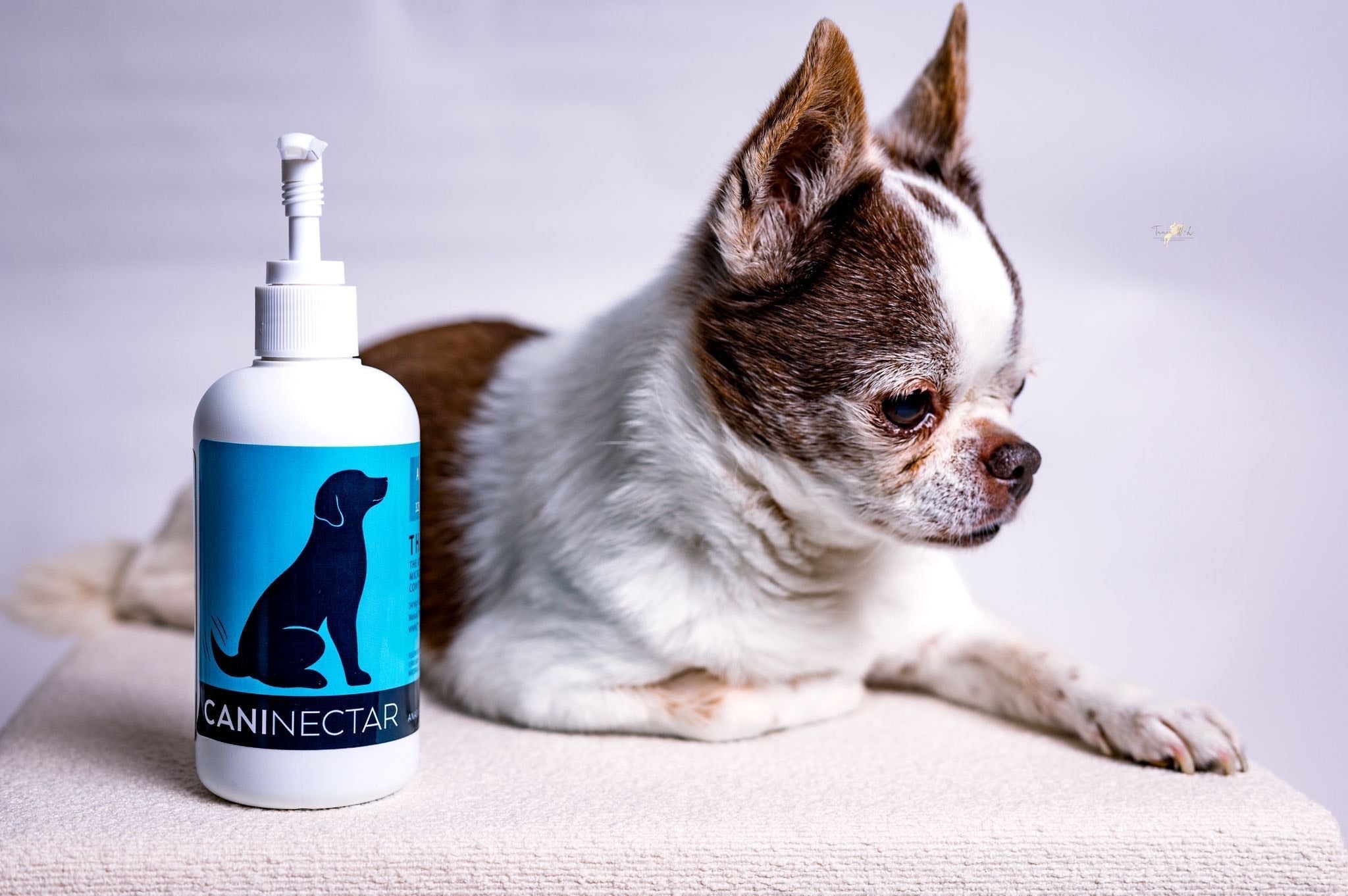 Why CaniNectar May Be Particularly Beneficial for Older Dogs: Insights from Recent Research