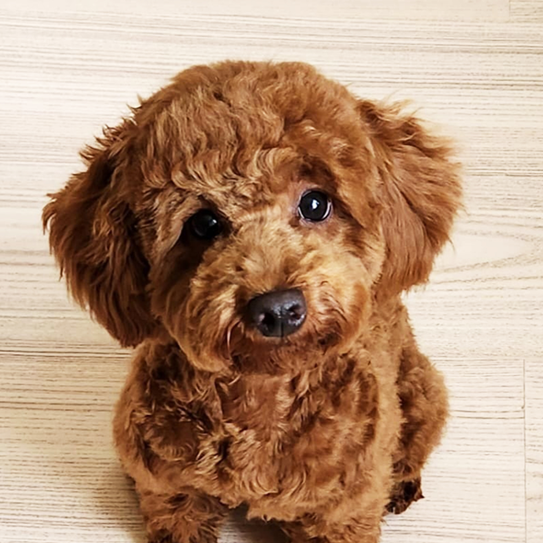 5 Signs Your Dog Isn't Absorbing Nutrients Properly