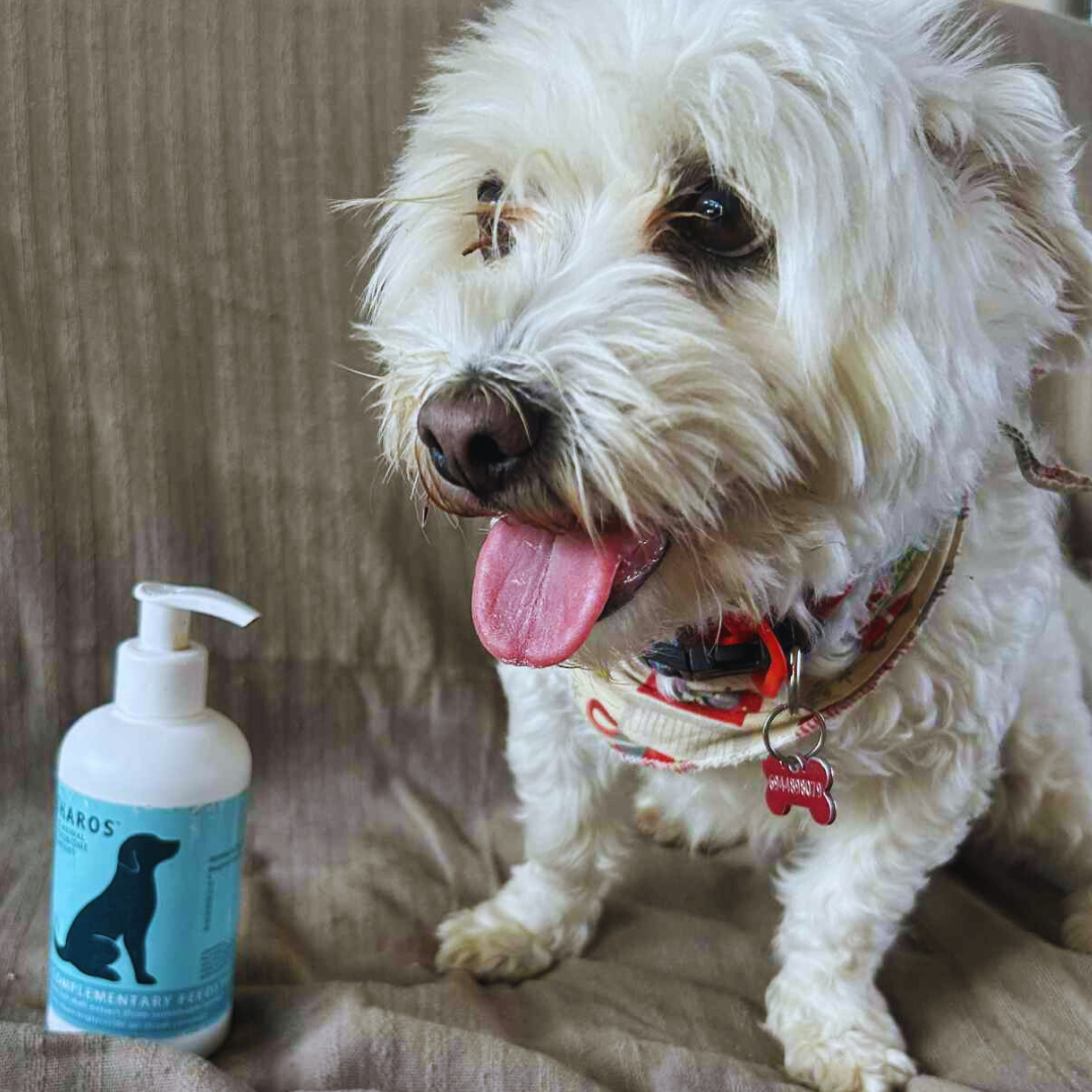 Supporting Your Dog's Gut Health: The Science Behind CaniNectar