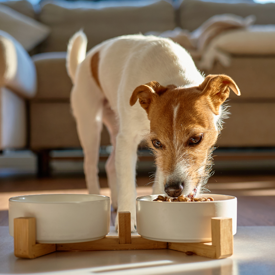 Are Supplements the Missing Link in Modern Dog Diets?