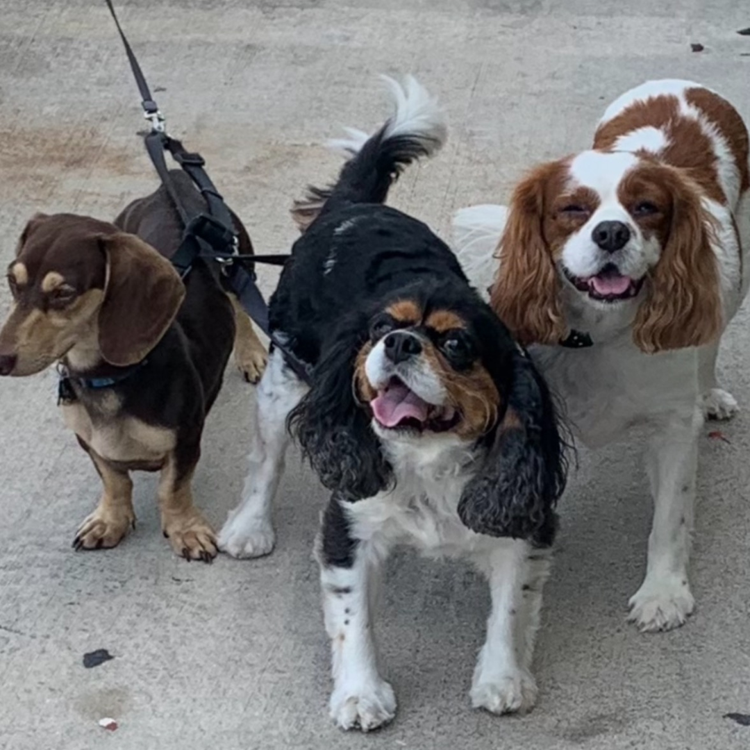 Jessie, Bliss & Lucky Leo's Story