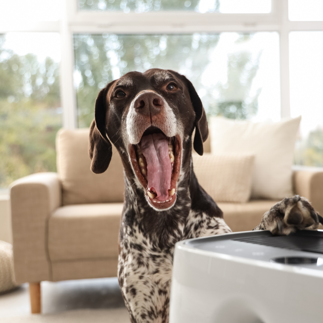 We Obsess Over Dog Food Labels...But What About Everything Else in the House?