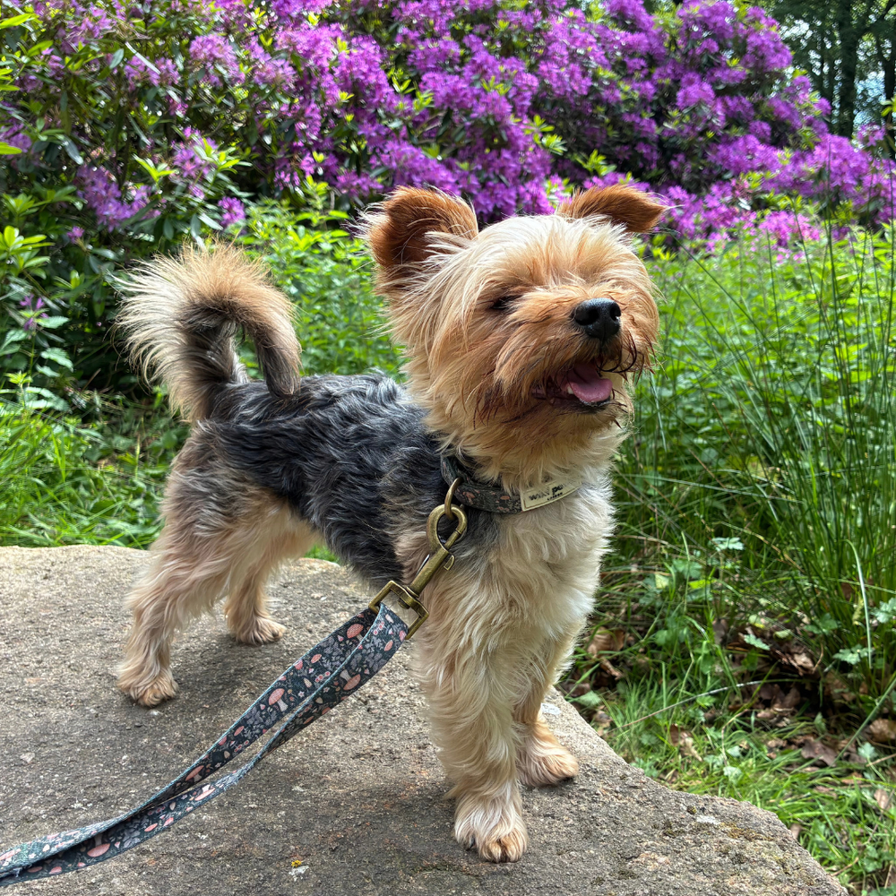Rolo's Story