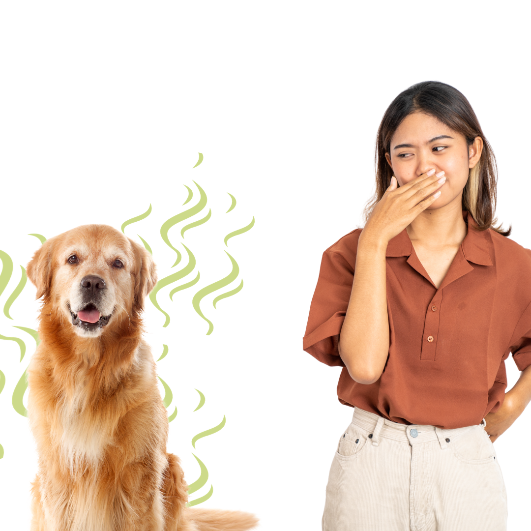 That "Doggy Smell" Might Be Coming From the Gut, Not Just the Skin