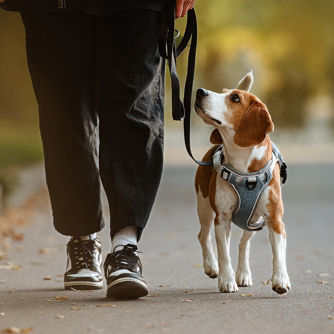 The Great Dog Walk Disaster: When Diarrhoea Strikes Mid-Stroll
