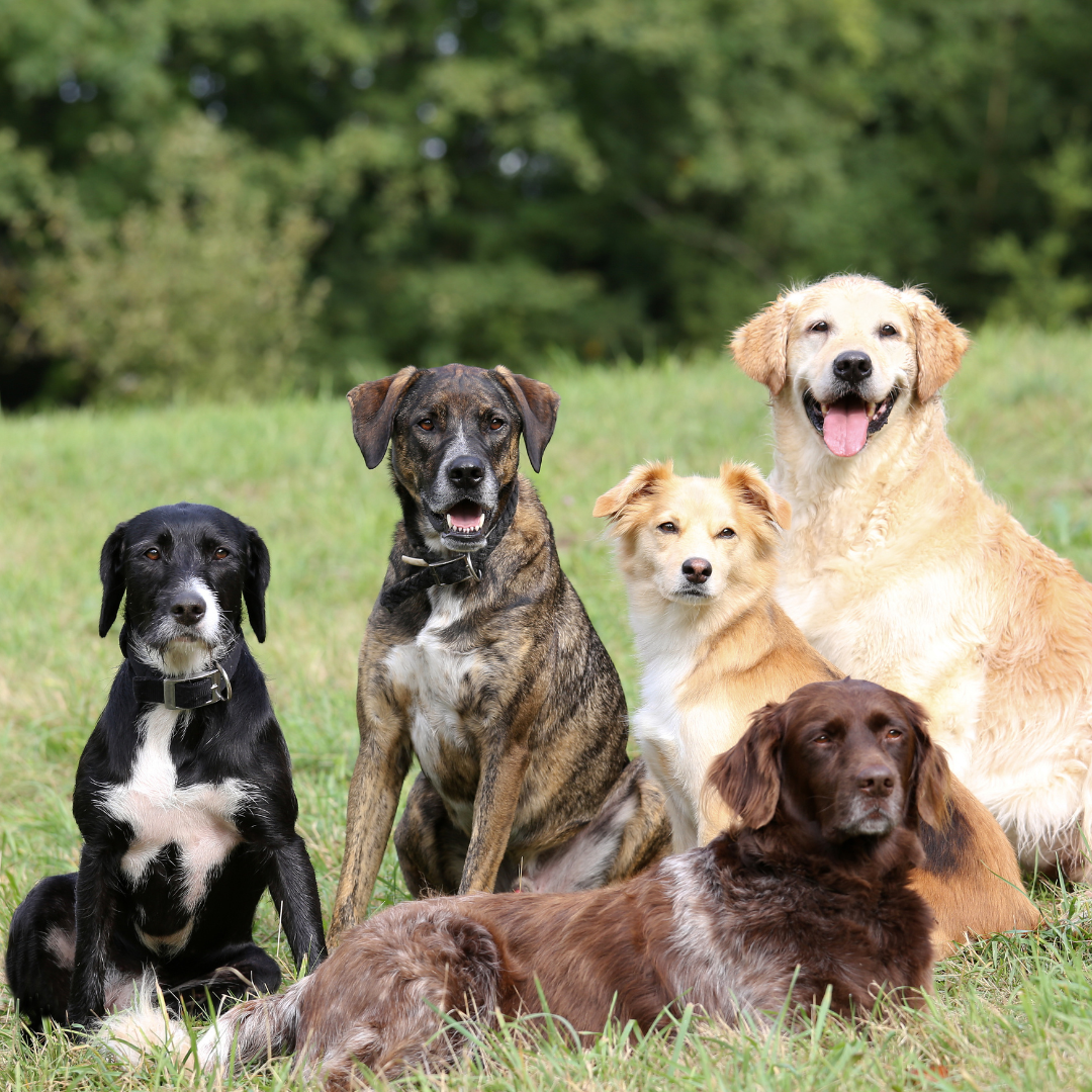 Which Dog Breeds Are Prone to Gut Issues