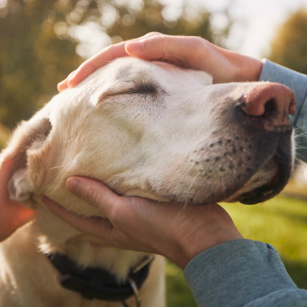 Common Health Problems in Older Dogs: Signs to Watch For
