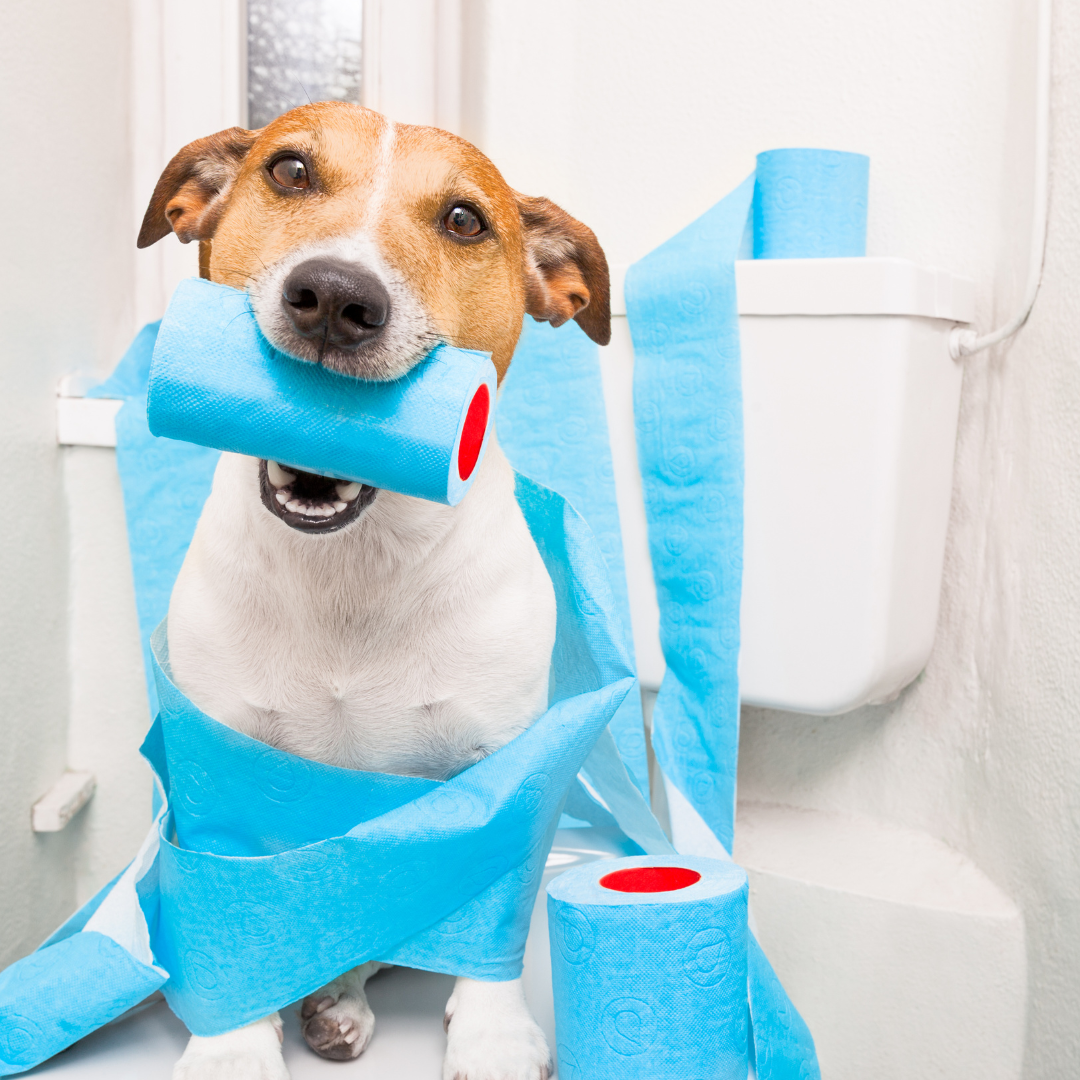 How Your Dog's Gut Health Could Prevent Anal Gland Problems