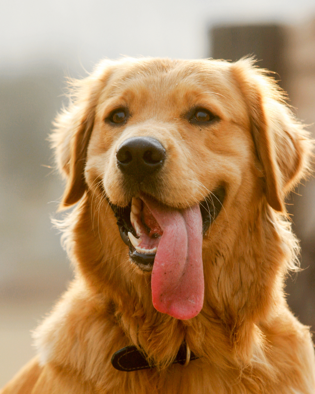 Top 10 Gut Health Concerns for Dogs – And How to Support Your Pet’s Digestion
