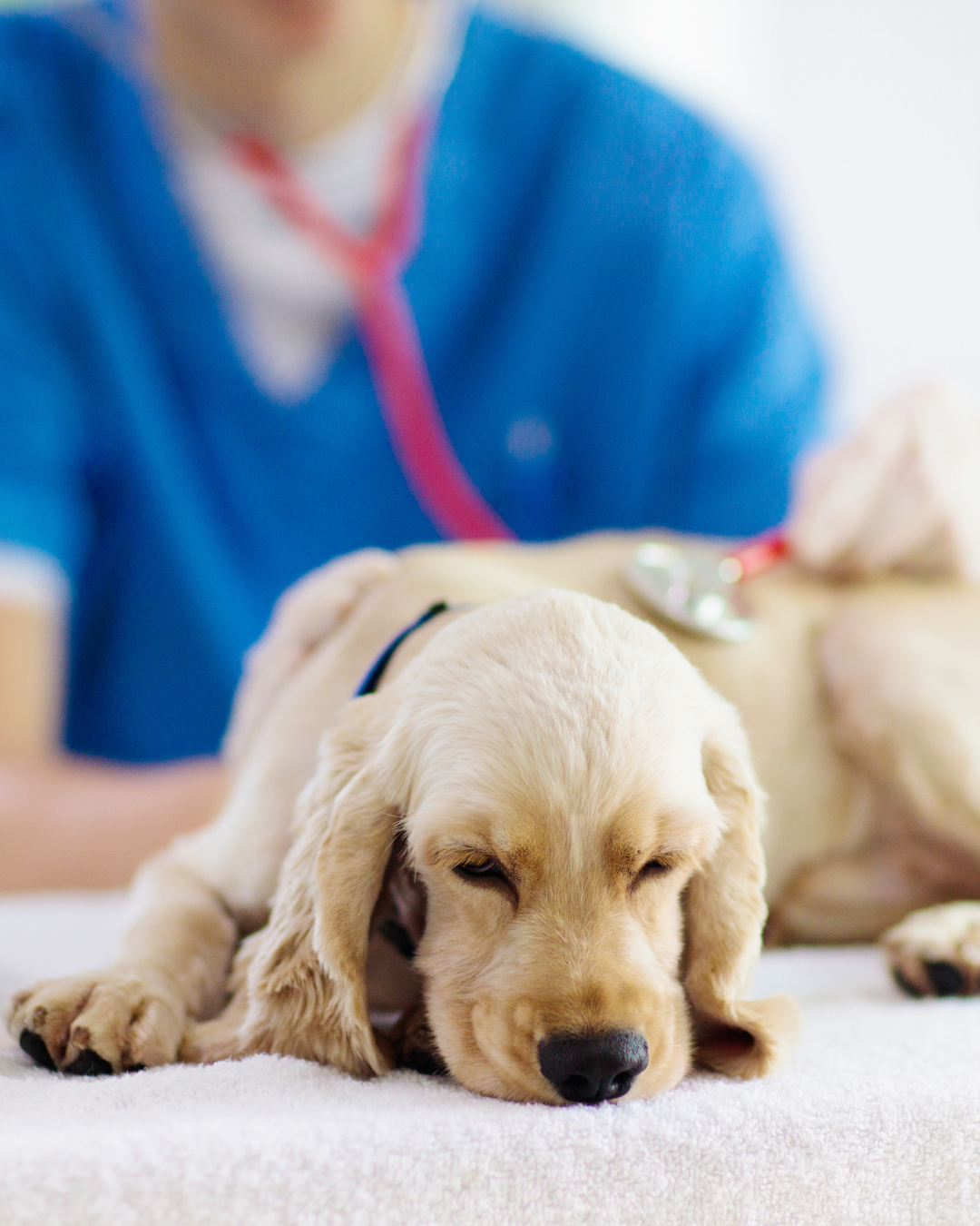 Is your dog's digestion in distress? A pet owner's essential guide to spotting the signs