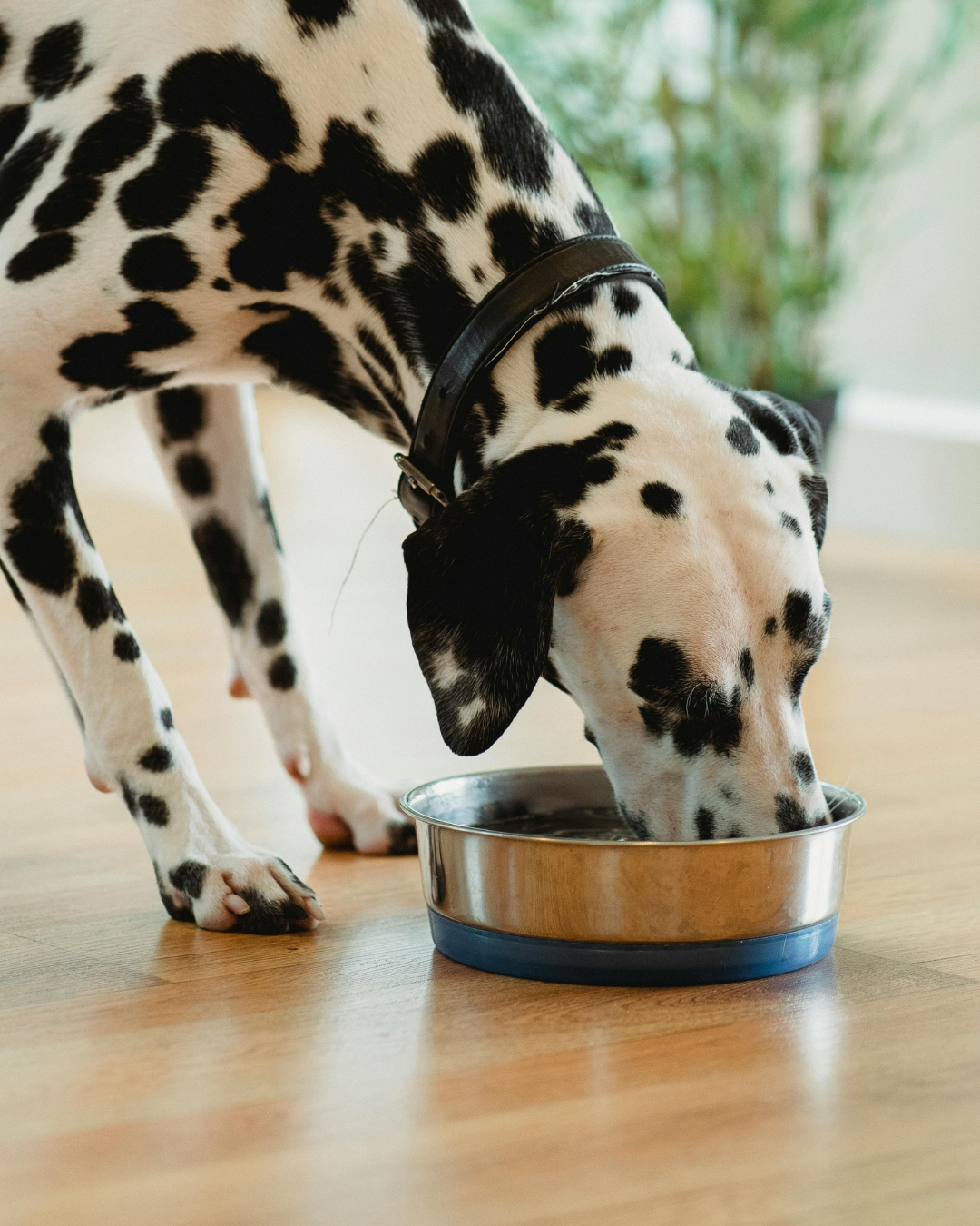 Pea Protein in Dog Food: A Balancing Act and How CaniNectar May Support Gut Health
