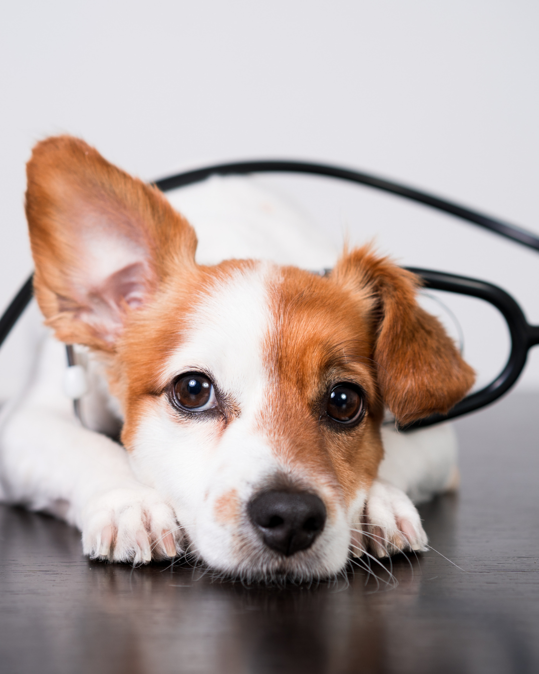 How Your Dog's Gut Health Impacts Skin Allergies
