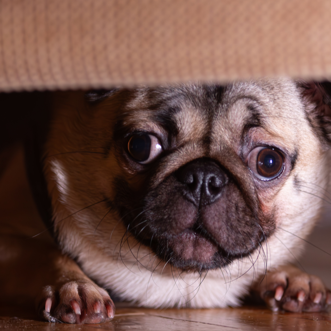 How to Help a Dog Scared of Fireworks
