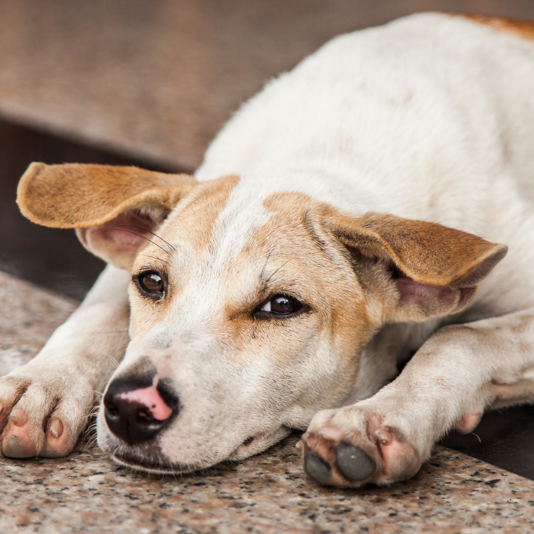The Hidden Link: How Anxiety Fuels Aggression in Dogs and the Surprising Role of Gut Health