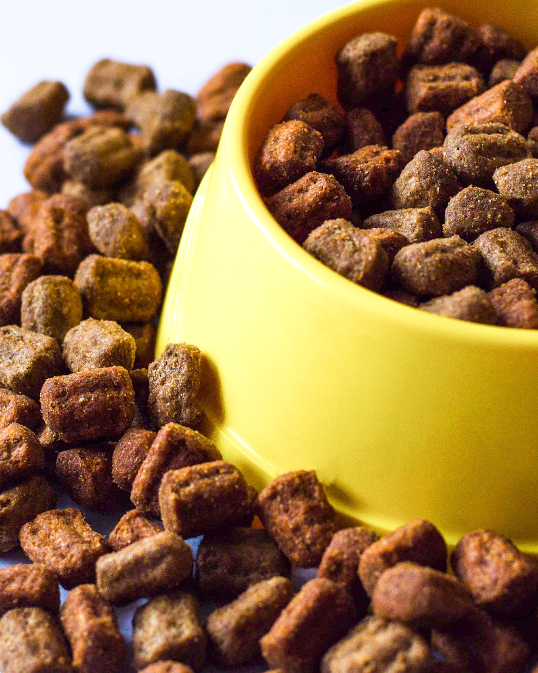 Insect Protein in Dog Food: Benefits, Limitations and Evidence